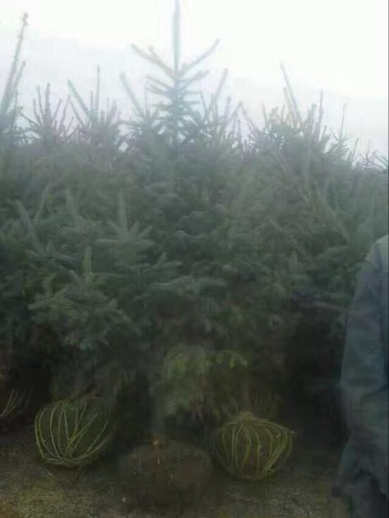 云杉2米(清地处理)，甘肃云杉(清地处理)，云杉(清地)