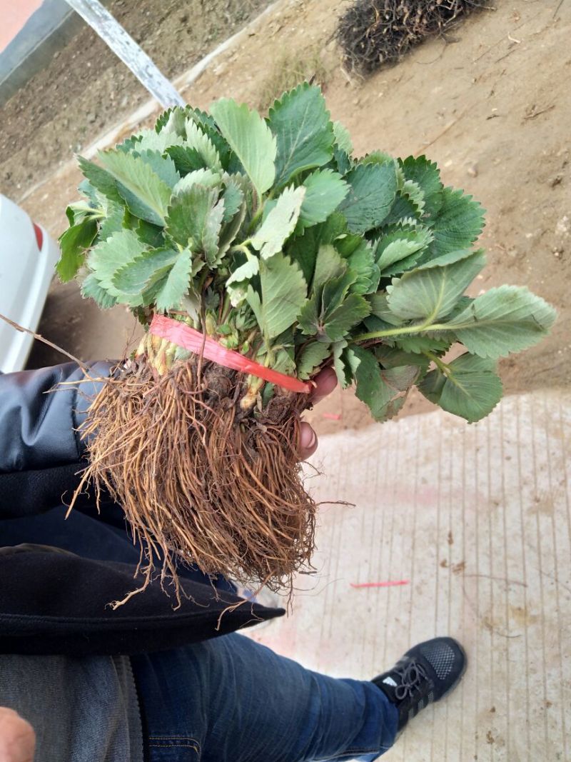 草莓苗20~30cm
