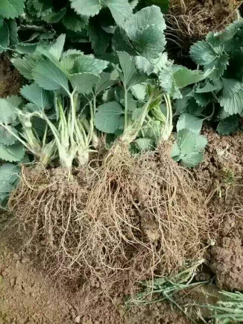 草莓苗20~30cm