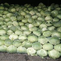 扁包菜1~2公斤