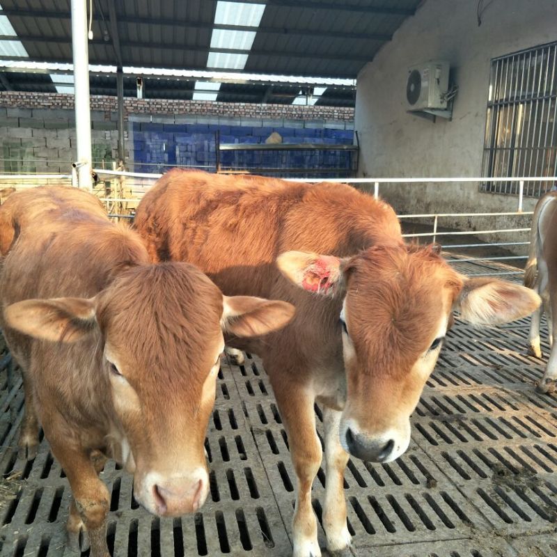 肉牛200~300斤