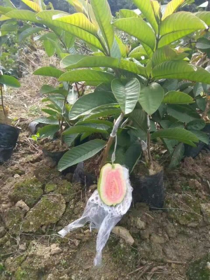 西瓜番石榴苗30~50cm