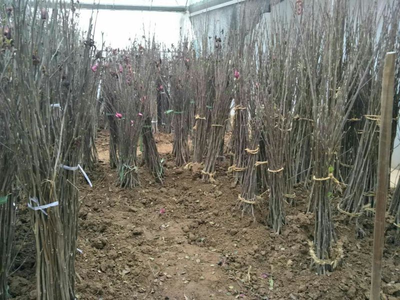 玉兰树2cm以下
