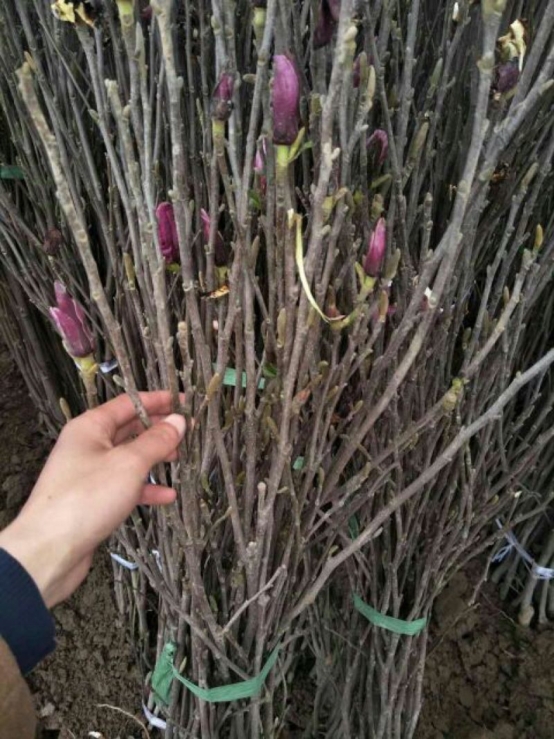 玉兰树2cm以下
