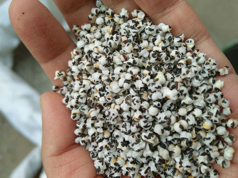 王不留行河北干货2斤起包邮量大从优
