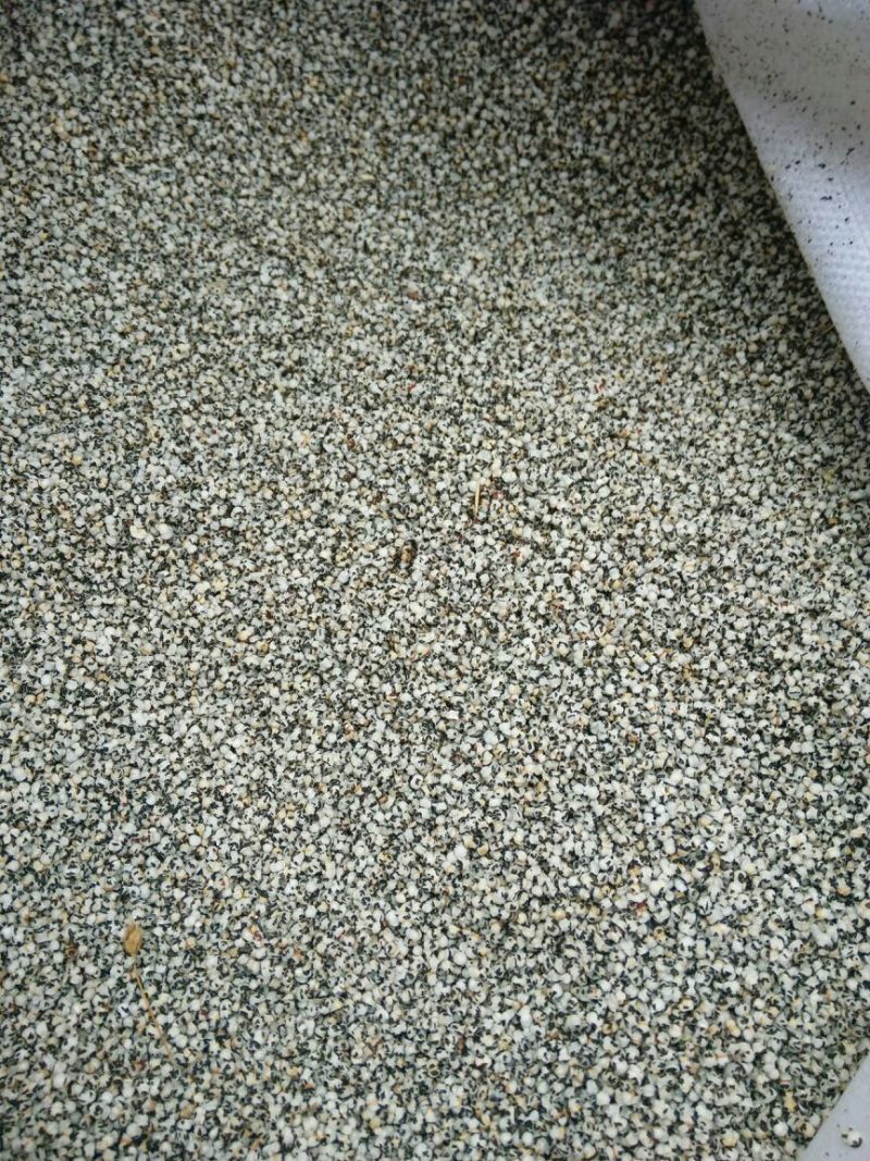 王不留行河北干货2斤起包邮量大从优