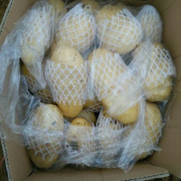 枣庄土豆