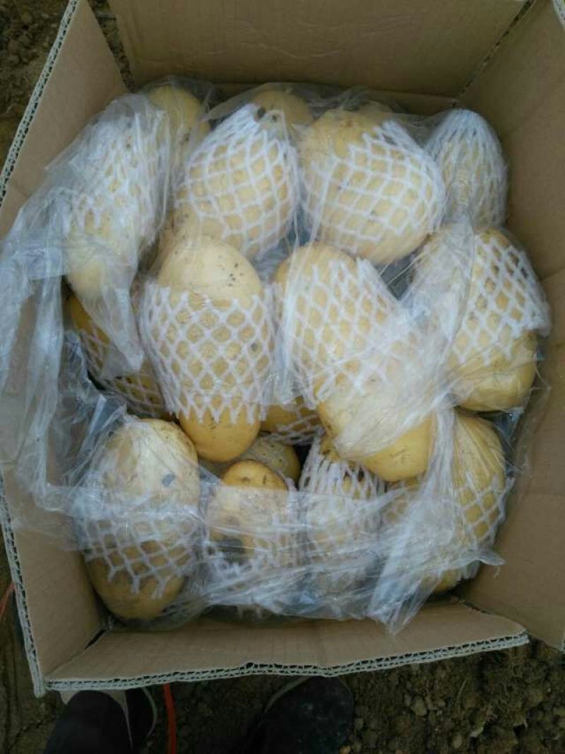 枣庄土豆