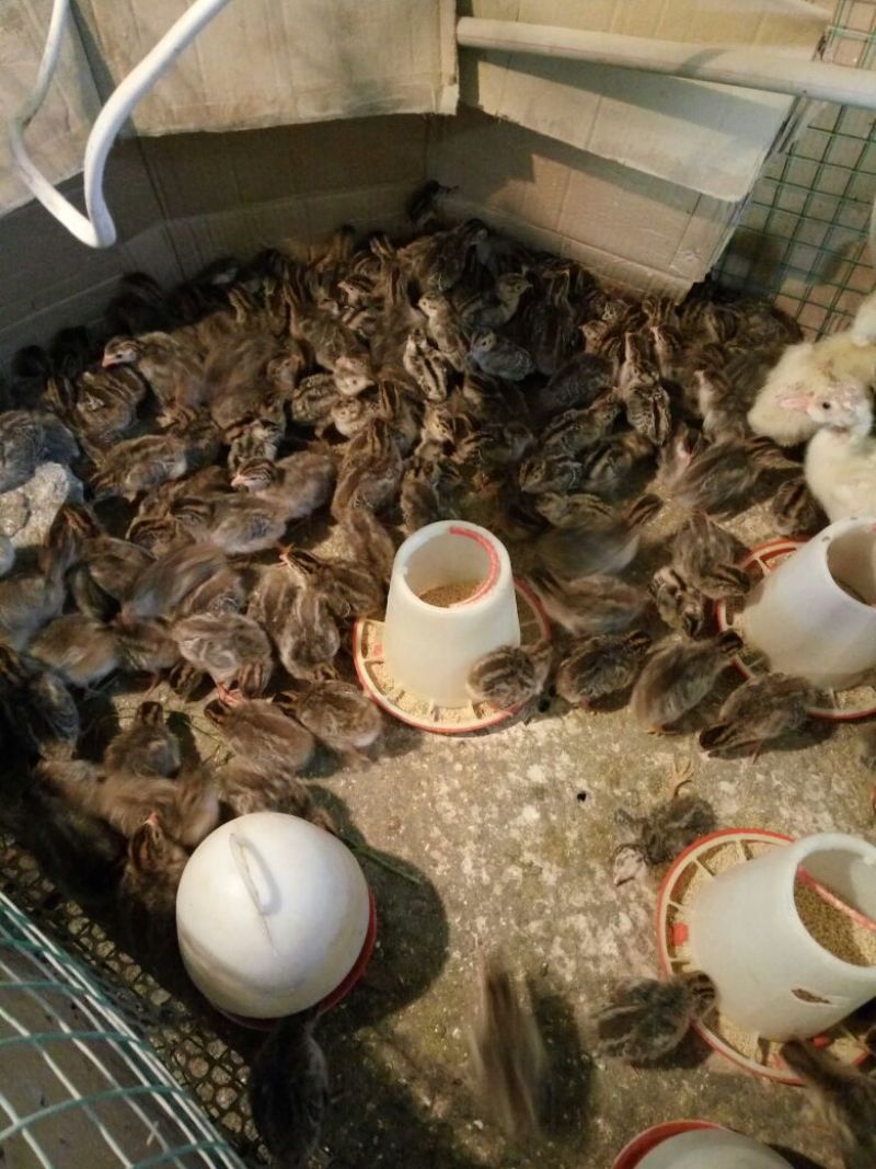 脱温山鸡苗脱温苗500克以下通货