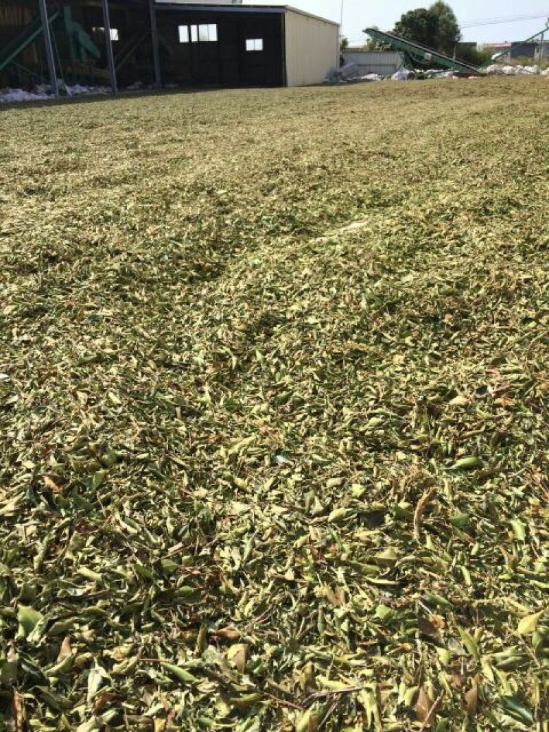 榕树叶(小叶榕)一手货源产地直供应商