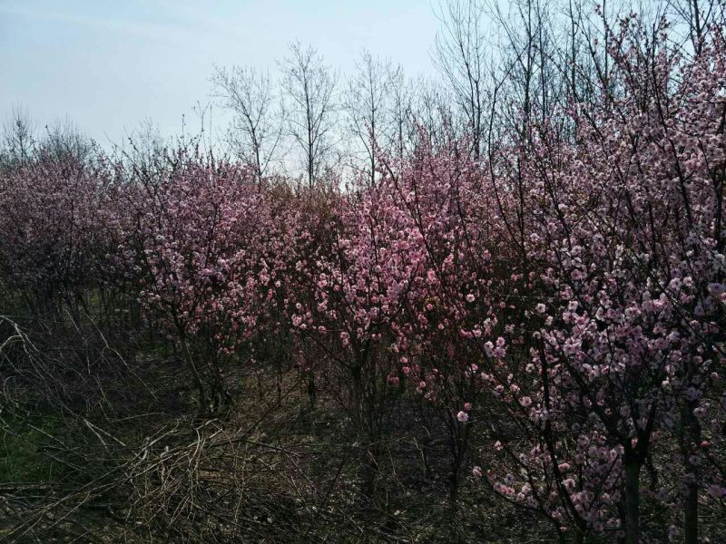 榆叶梅1.5~2m