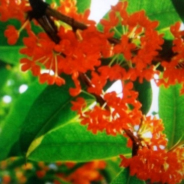 桂花苗50~80cm