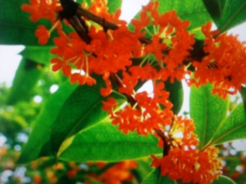 桂花苗50~80cm