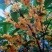 桂花苗50~80cm