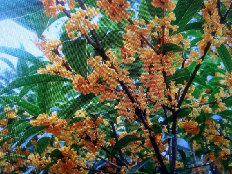 桂花苗50~80cm
