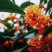桂花苗50~80cm