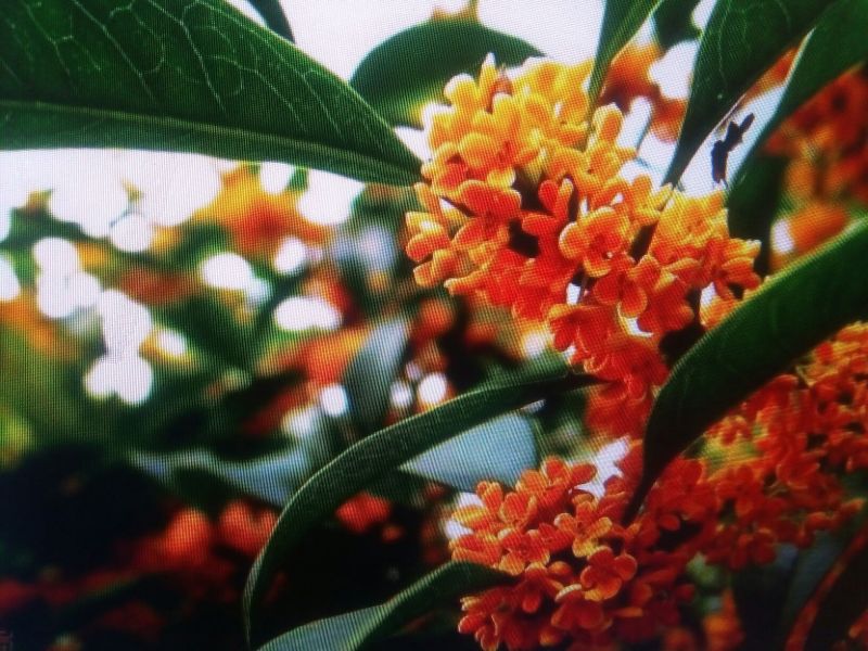 桂花苗50~80cm