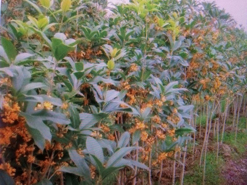 桂花苗50~80cm