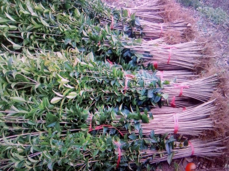 桂花苗50~80cm