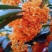 桂花苗50~80cm