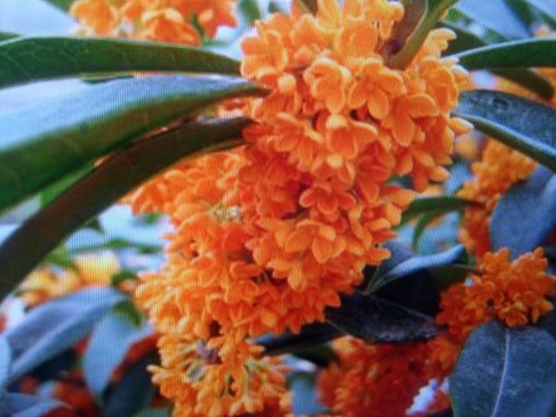 桂花苗50~80cm
