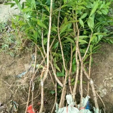 杨梅树苗1~250~100cm