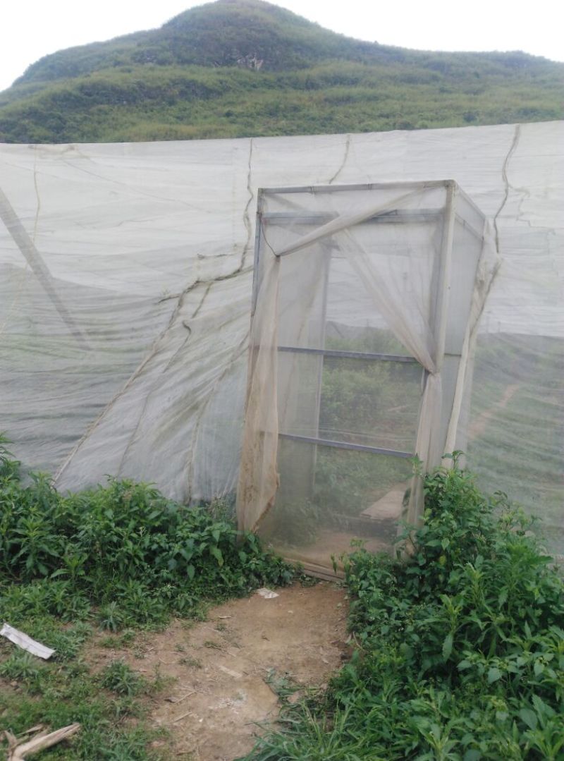 沙糖桔苗30~50cm