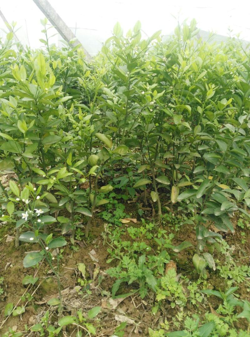 沙糖桔苗30~50cm