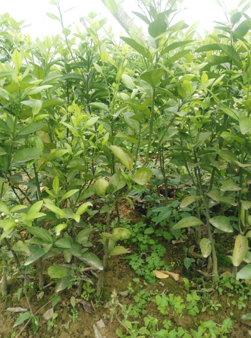 沙糖桔苗30~50cm