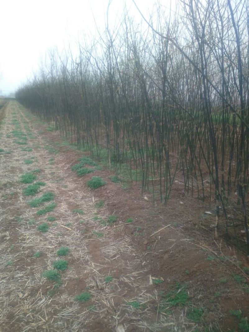 白花槐苗地栽苗80cm以上