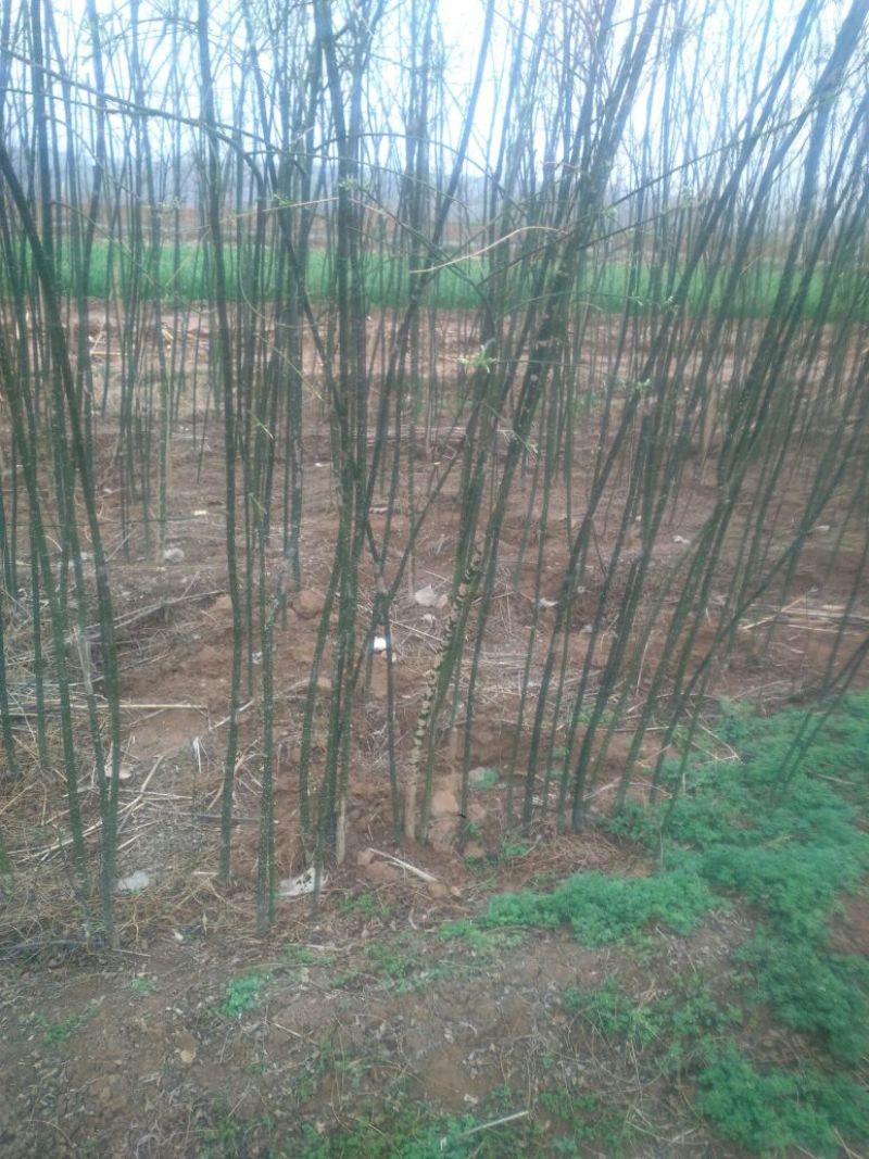 白花槐苗地栽苗80cm以上