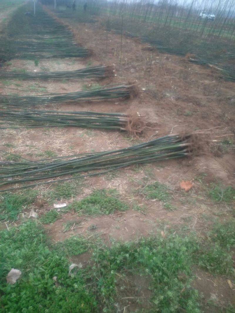 白花槐苗地栽苗80cm以上