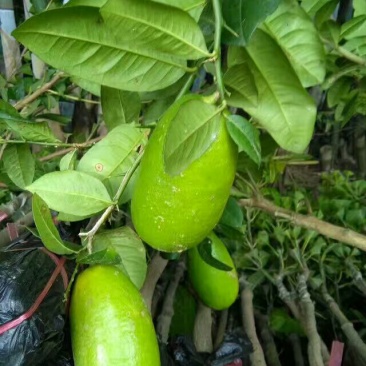 香水柠檬树苗北京柠檬，尤力克柠檬