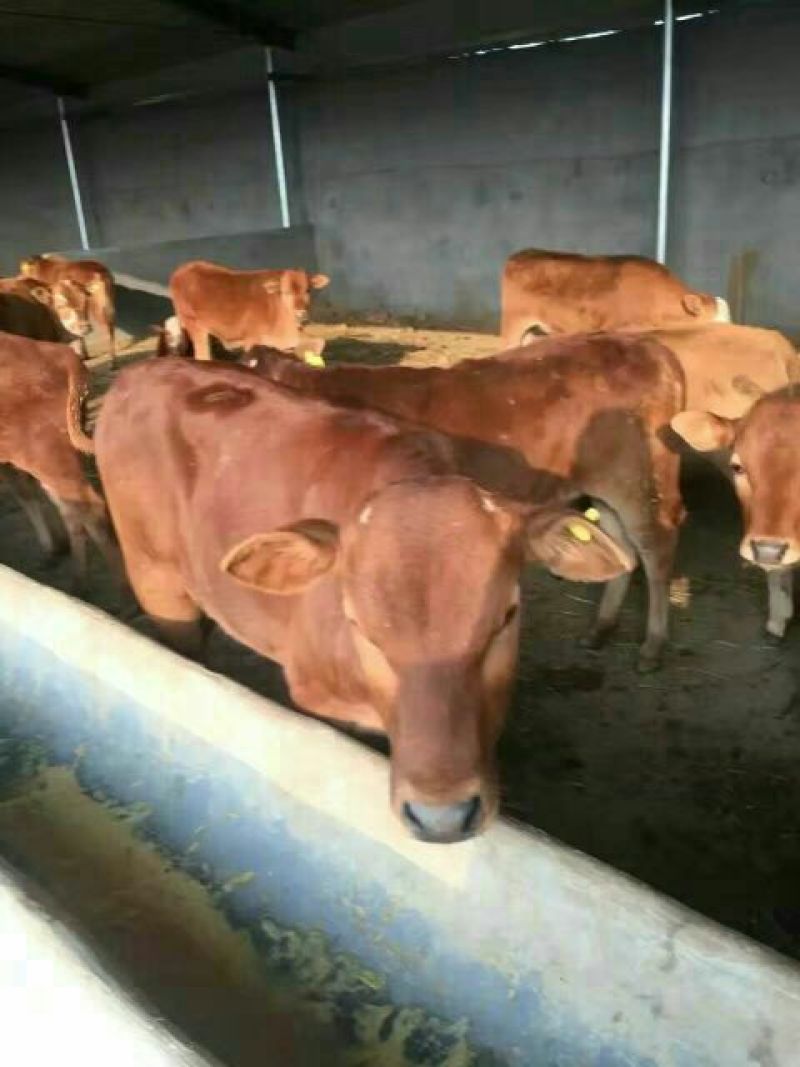 鲁西黄牛100kg