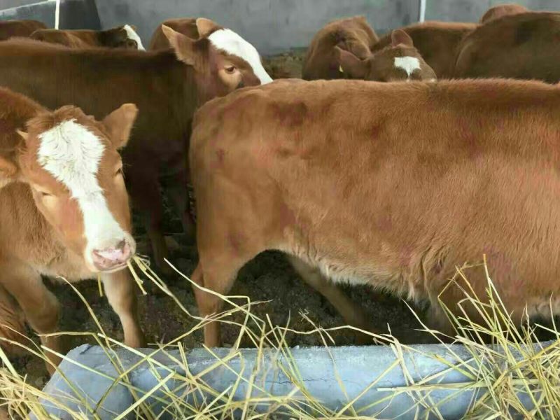 鲁西黄牛100kg