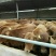 鲁西黄牛100kg