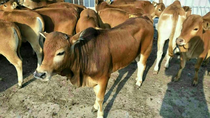 鲁西黄牛100kg