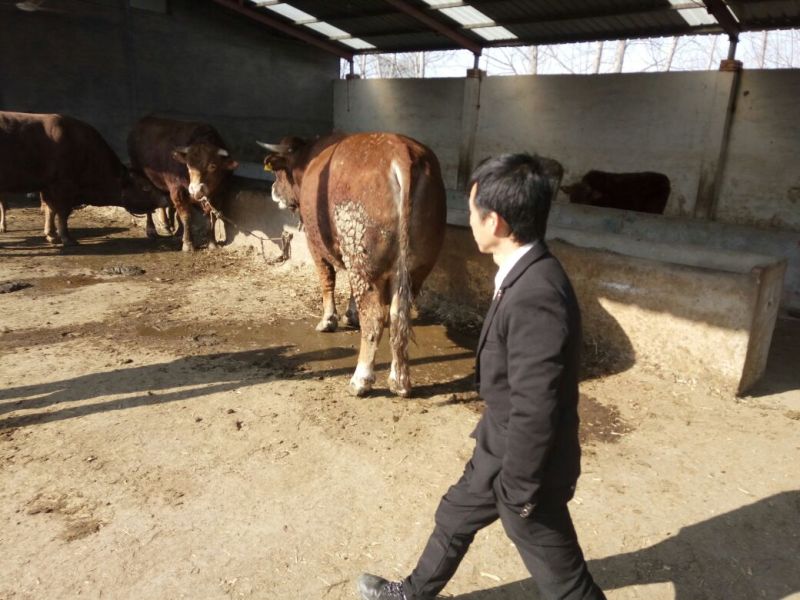 鲁西黄牛100kg
