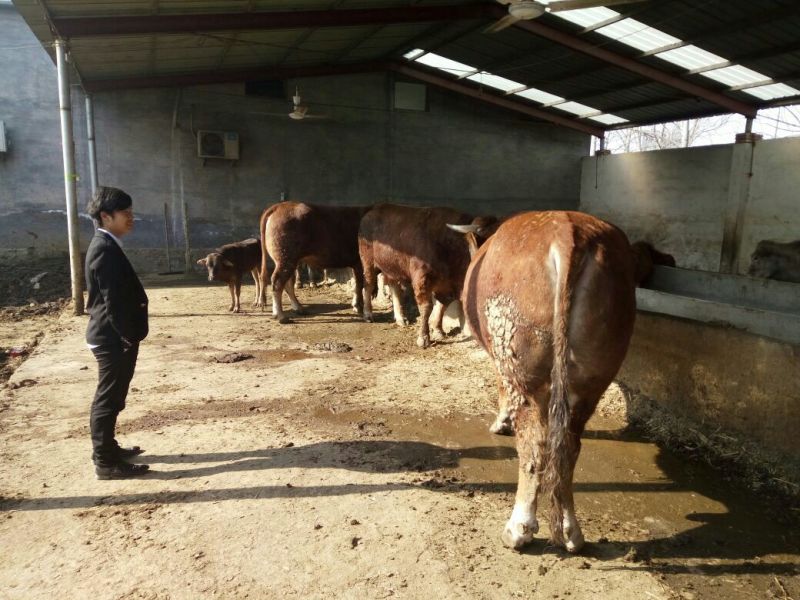 鲁西黄牛100kg