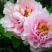 黑花魁苗40~50cm