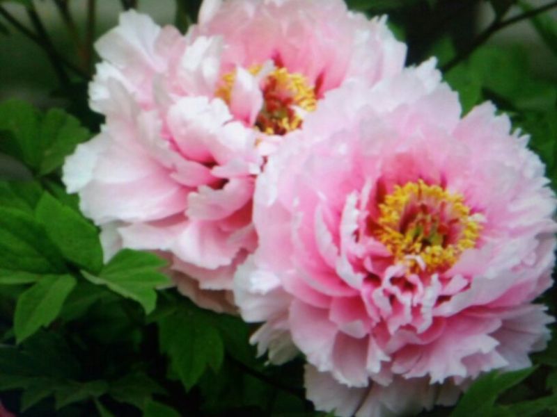 黑花魁苗40~50cm