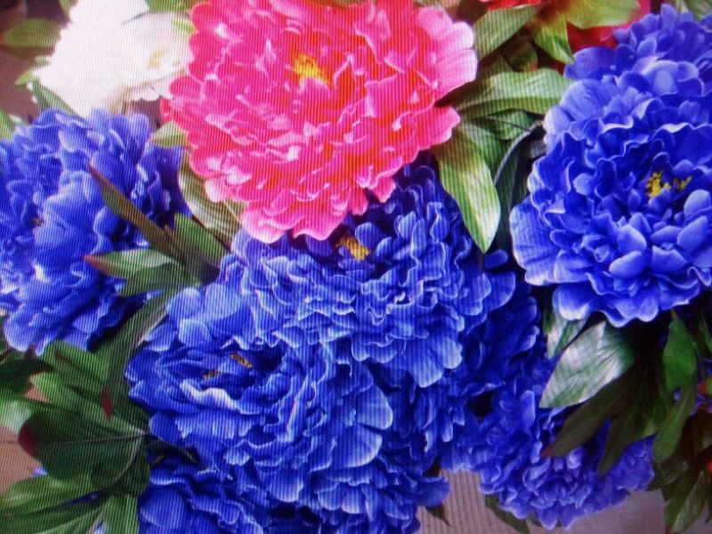 黑花魁苗40~50cm
