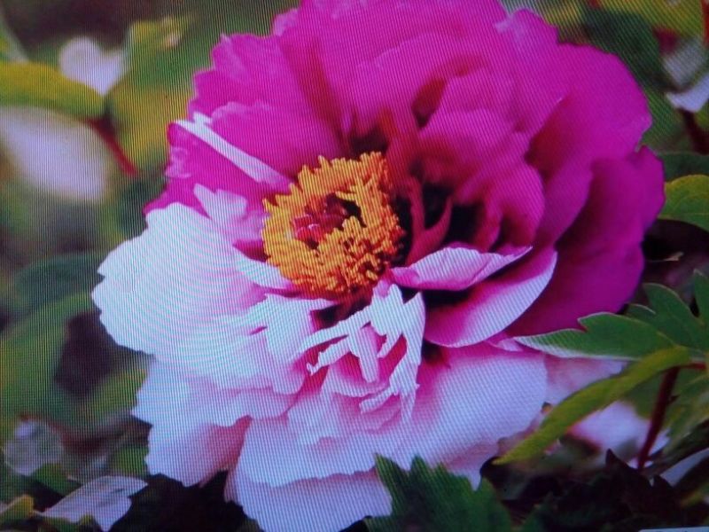 黑花魁苗40~50cm