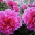 黑花魁苗40~50cm