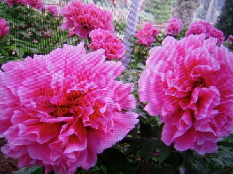 黑花魁苗40~50cm