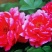 黑花魁苗40~50cm