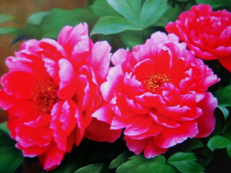 黑花魁苗40~50cm