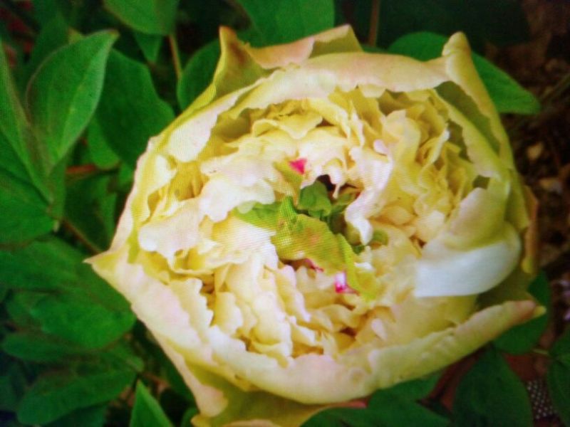黑花魁苗40~50cm