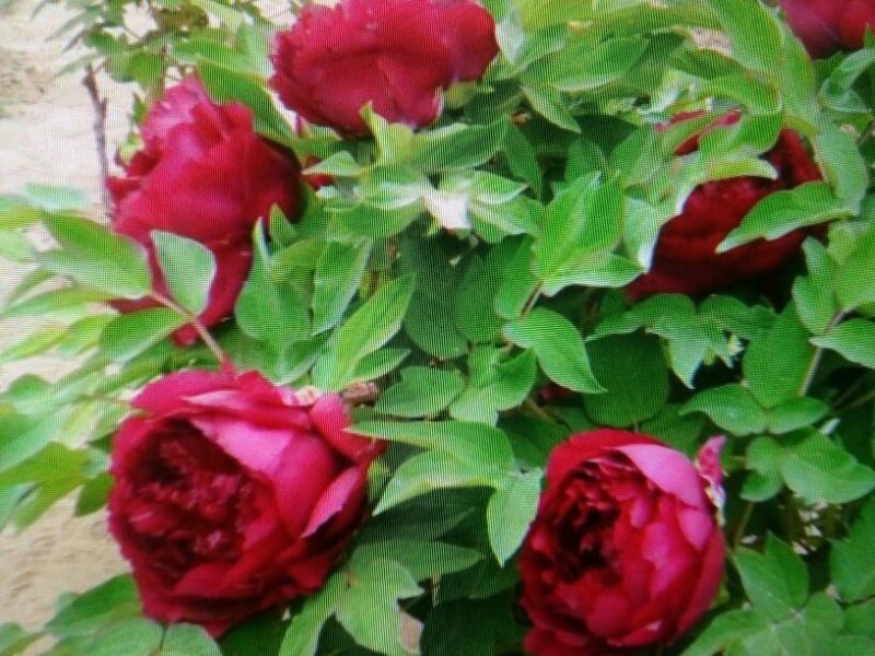 黑花魁苗40~50cm