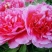 黑花魁苗40~50cm